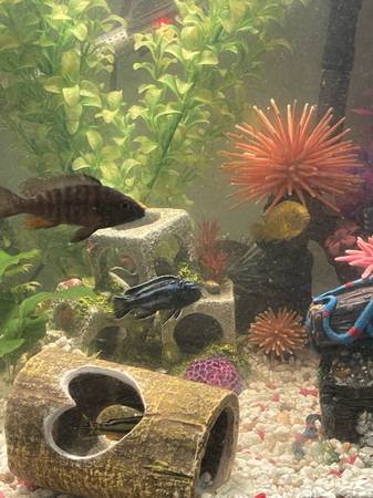 Fish Tank (Aurora)63679569851777122
