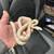 Snake for rehoming 1 thumbnail