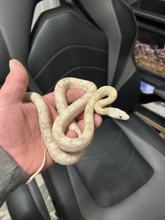 Snake for rehoming 1