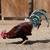 Gallos Gamefowl 8 thumbnail