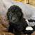 Miniature poodle puppies 6 thumbnail