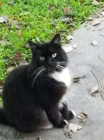 gato de pelo largo ISO63687883482241121