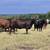 1st and 2nd period bred cattle 6 thumbnail