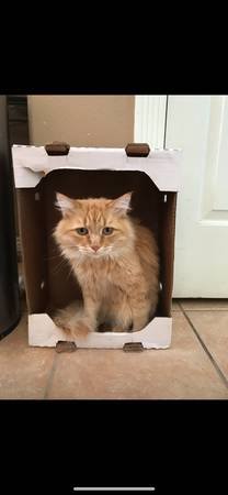 Missing 2 very loved cats (Las Vegas)63907299049474121