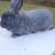 Silverfox Rabbits , 2 black male, 2 blue female 5 thumbnail