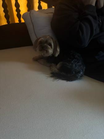 3 year old small yorkie needs new home (Manchester)