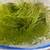 Aquatic Hornwort Plants -pond water aquarium 1 gallon b 2 thumbnail