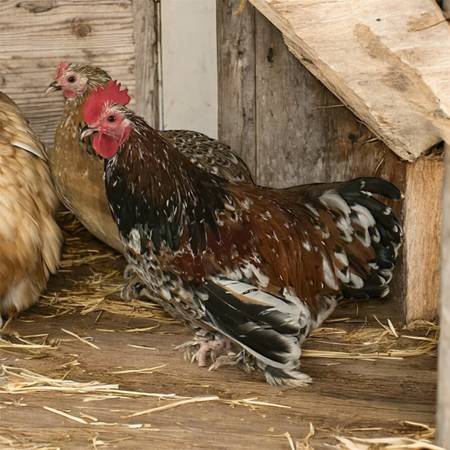 Beautiful bantam calico cochin roosters 1