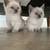 Siamese kittens 1 thumbnail