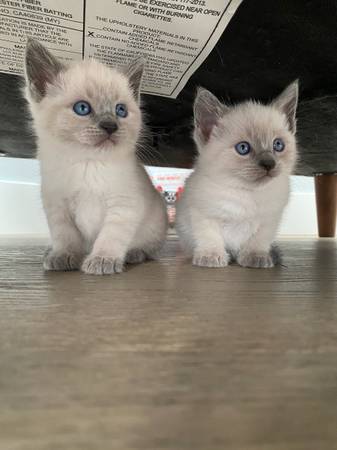 Siamese kittens 1
