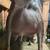 Lamancha Buck 4 thumbnail