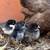 Serama chicks 5 thumbnail
