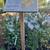 CITRUS TREES $20 - MORE THAN 5000 TREES - 50 CITRUS VARIETIES IN STOCK 16 thumbnail