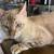 blue eyes silver bengal/ ragdoll cat 5 thumbnail
