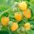 Many varieties of fruit trees 16 thumbnail