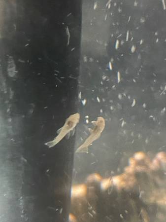 Albino Bristlenose pleco babies63469793678979120