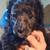 Standard poodle puppy 3 thumbnail