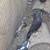 Pigeons 13 thumbnail