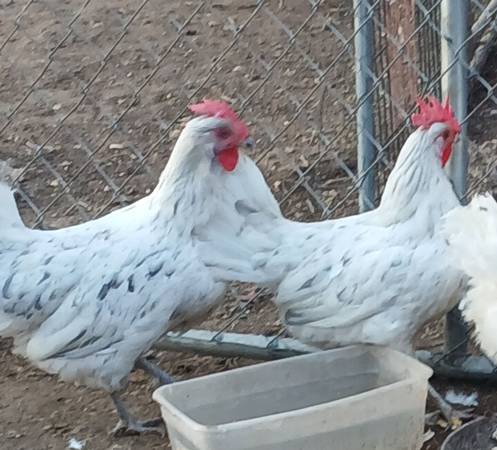 Egg layers chickens and rooster 1