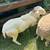Katahdin-Dorper Rams 4 thumbnail