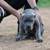 Blue Brindle Cane Corso 1 thumbnail