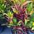 Crotons various colors and sizes 22 thumbnail