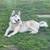 Beautiful 2 yr old male  husky 1 thumbnail