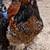 Brahma chicks-mottled, porcelain, blue salmon, lemon pyle, Isabel 8 thumbnail