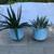 Flow & zebra plant succulents in 2 matching ceramic pots 1 thumbnail