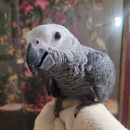 African Grey Parrot63829900214785124