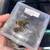 Tarantulas 7 thumbnail