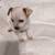 Male chihuahua puppies 4 thumbnail