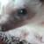 HEDGEHOGS FOR SALE 21 thumbnail