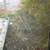 Country Living Canary Lane 2 thumbnail