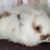 Rabbits 4 thumbnail