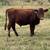 Red devon steer 3 thumbnail