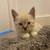 Beatuiful ragdoll kitten 5 thumbnail