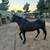 Horse 8 thumbnail