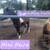 Mini mare 5 thumbnail