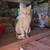Farm Cats 1 thumbnail