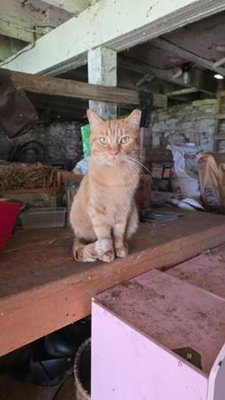 Farm Cats 1