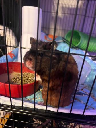 ¡Hámster de 90$ necesita hogar! (Citrus Heights)