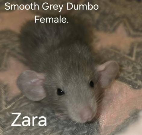 Ratas bebé Dumbo (Seatac)588686774565621765
