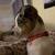 Merle chihuahua 5 thumbnail
