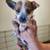 Red heeler puppies (Australian cattle dog) 9 thumbnail