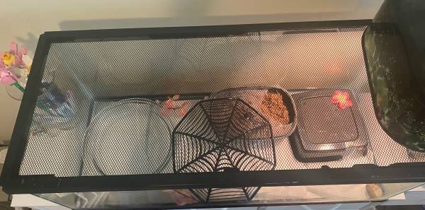 Reubicación de una pitón bola de marfil de 2 años (Everett)64711448627201123