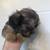 Shihtzu 3 thumbnail
