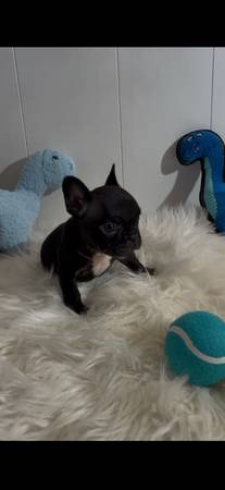 Frenchie Pup 2 1
