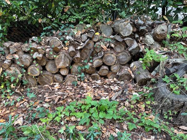 FREE firewood 1