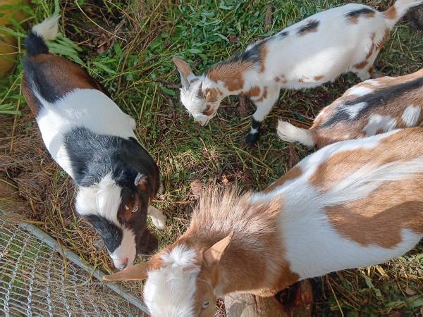 4 male goats - farm & garden - by owner - sale - craigslist